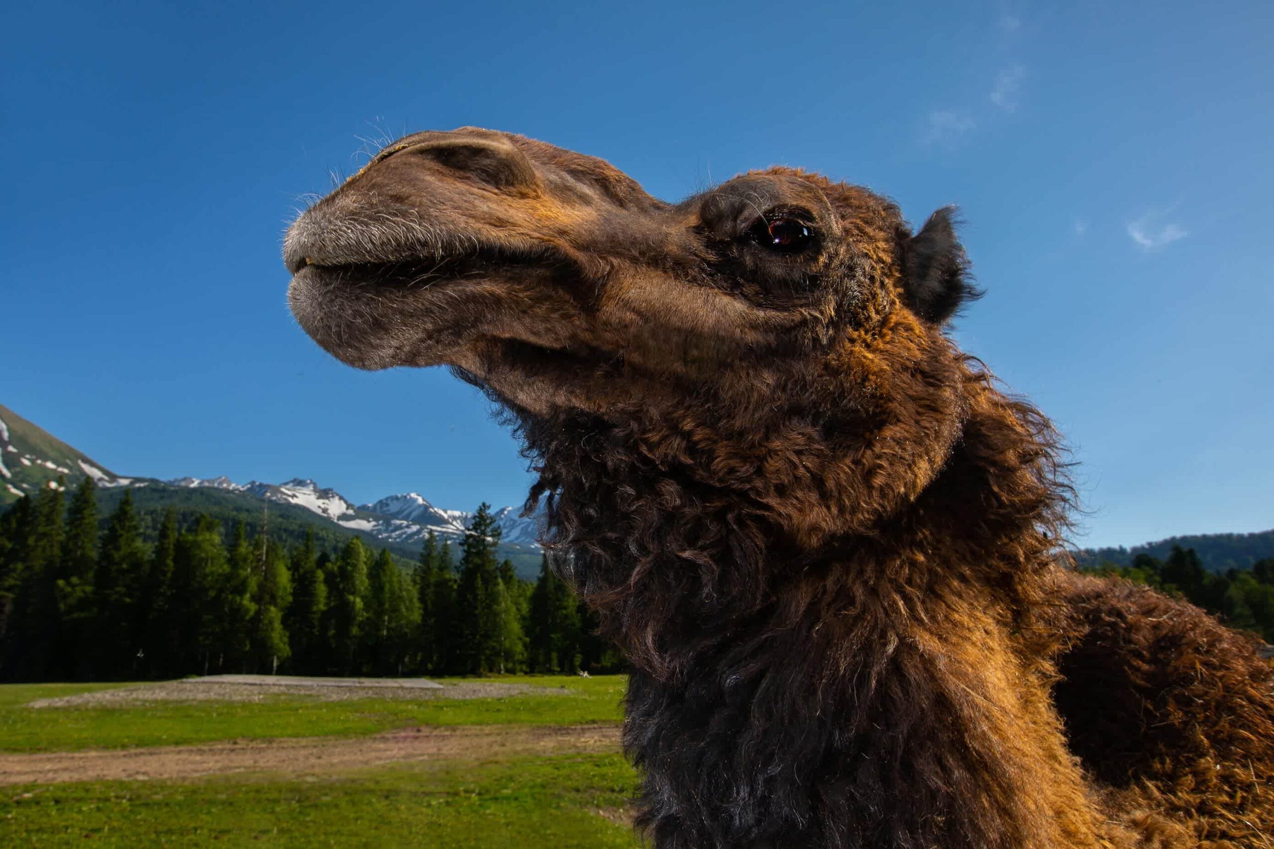 Домашний зоопарк
